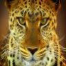 kendell84