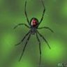 spider999