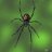spider999